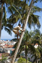 Man climbs on a Coconut palm