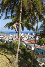 Man climbs on a Coconut palm