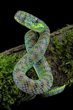 Palawan pit viper