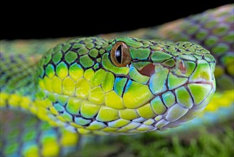 Palawan pit viper