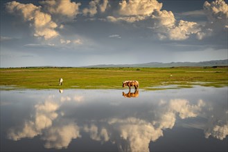 Reflection of horses in water