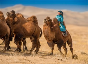 A herder woman riding a camel herd on grazing