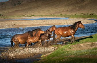 Flock of horses crossing the Tes river