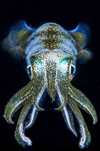 Glowing Caribbean reef squid