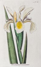 Steppe iris