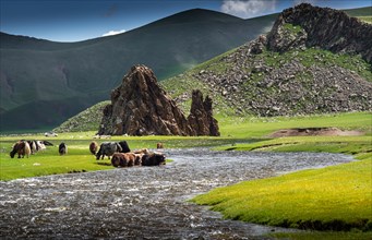 Yaks grazing on the bank of the river