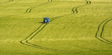 Tractor driving in tracks in a wheat field