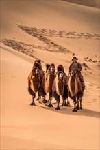 Nomadic camel rider man leading three camels on the slope of sand dune
