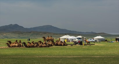 Resting camels