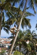 Man climbs on a Coconut palm