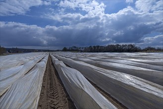 Asparagus fields covered with foil