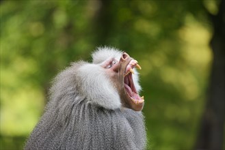 Hamadryas baboon yawns