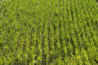 Grain field