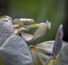 Walking flower mantis