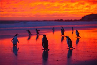 Gentoo penguins