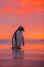 Gentoo penguin