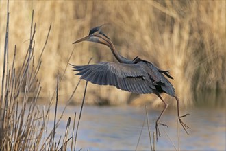 Purple heron