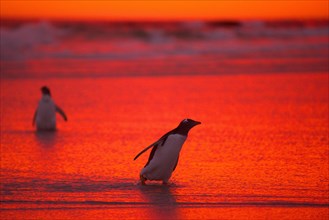 Gentoo penguins