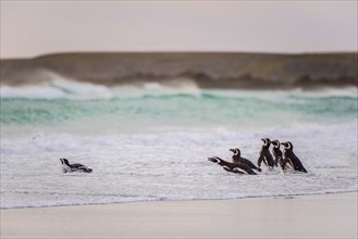 A group Magellanic penguins