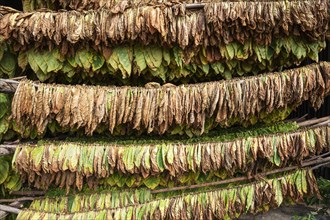 Cultivated tobacco