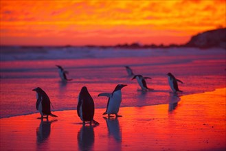 Gentoo penguins