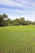 Green rice paddies