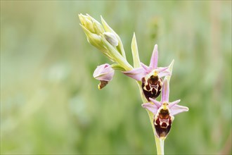 Flowers of the Late spider-orchid
