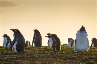 Young Gentoo penguins