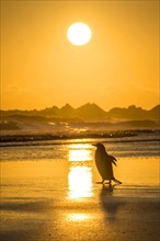 Gentoo penguin