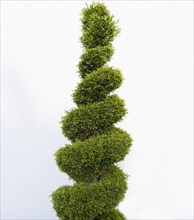 Twisted Topiary Tree