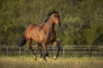 Brown Warmblood gelding at a gallop in the meadow