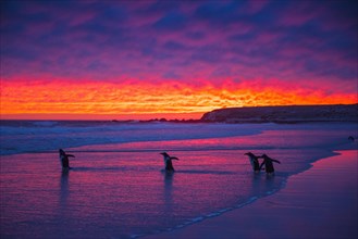 Gentoo penguins