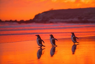 Gentoo penguins