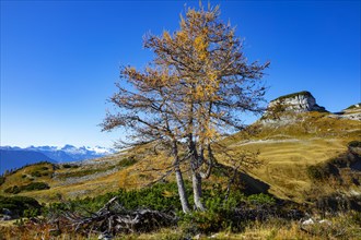 Autumnally discoloured larch with Atterkogel