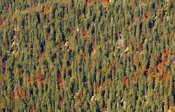 Autumnally discoloured mixed forest