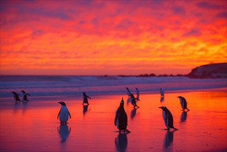 Gentoo penguins