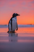 Gentoo penguin