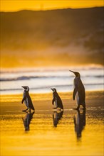 Magellanic penguins