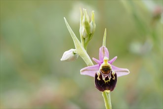 Flower of the Late spider-orchid