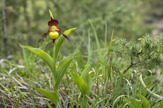 Yellow Lady's Slipper or Lady's Slipper Orchid