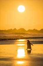 Gentoo penguin