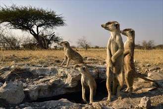 Family Meerkat