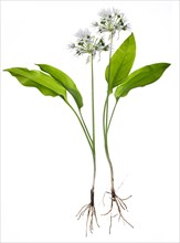 Flowering Ramsons