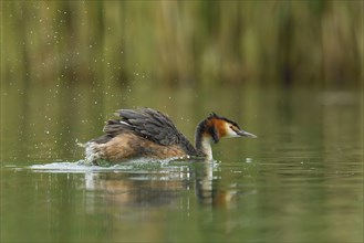 Great crested grebe