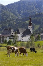 Cattle pasture with the church St.Ulrich