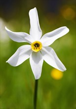 Poet's Daffodil