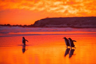 Gentoo penguins