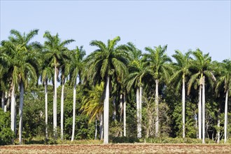 Royal palms
