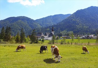 Cattle pasture with the church St.Ulrich