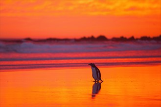 Gentoo penguin